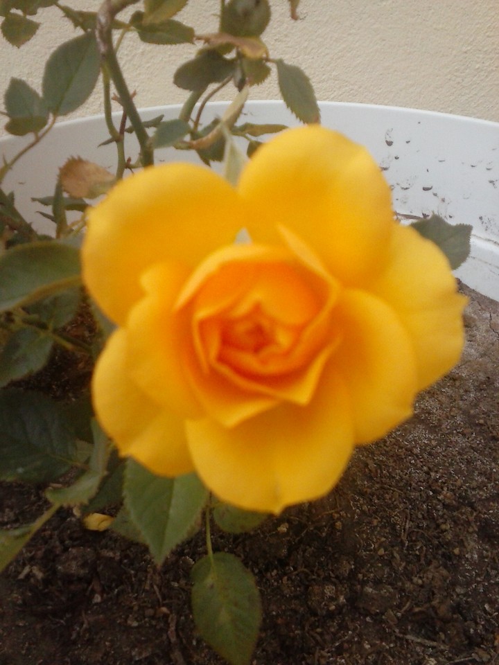 rosa