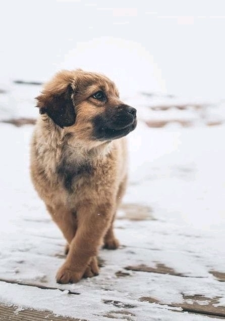 милота