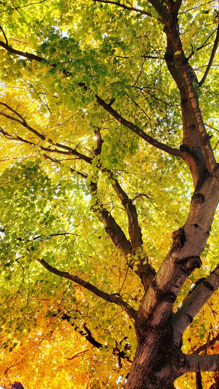 colors of fall