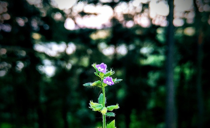 lilac flower.