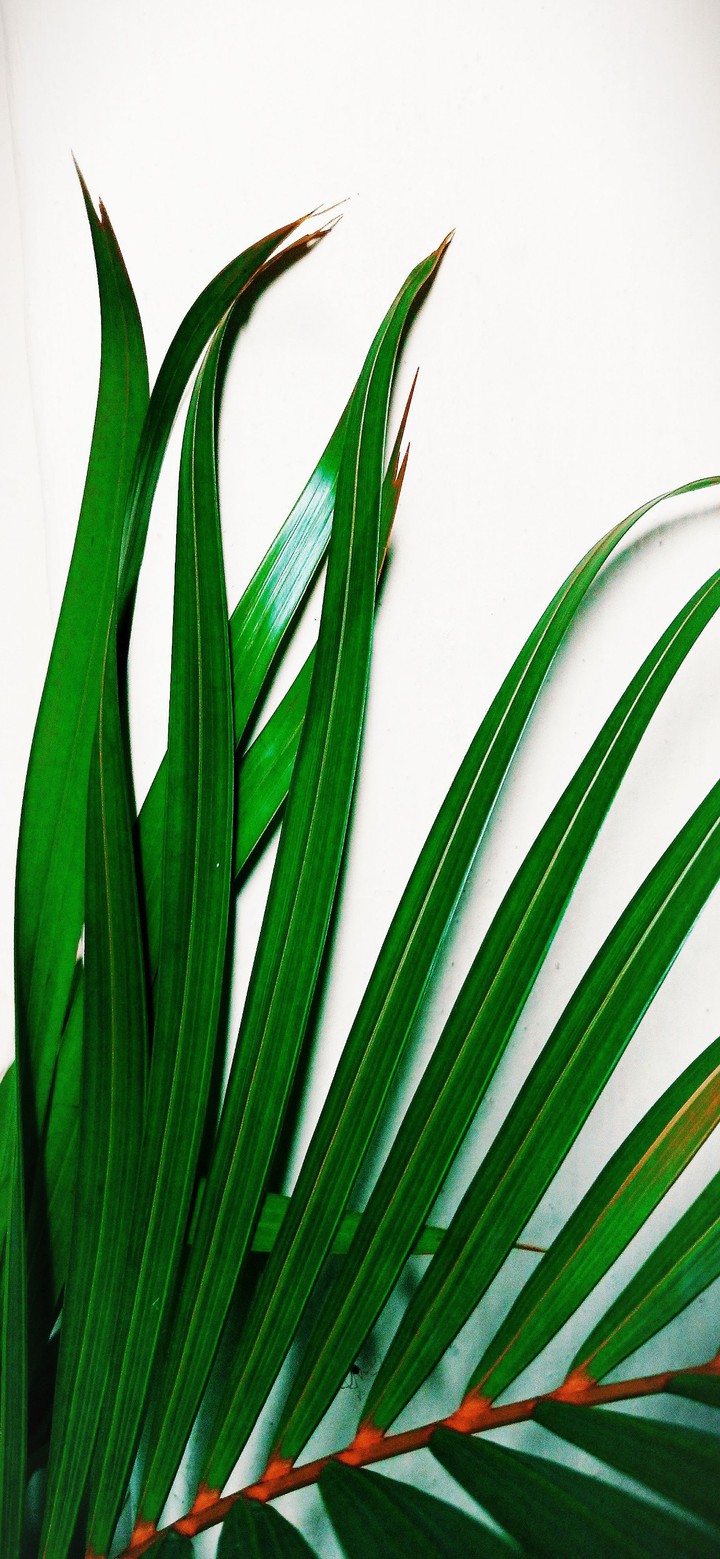 palm