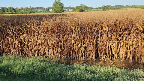 prairie, crop वॉलपेपर