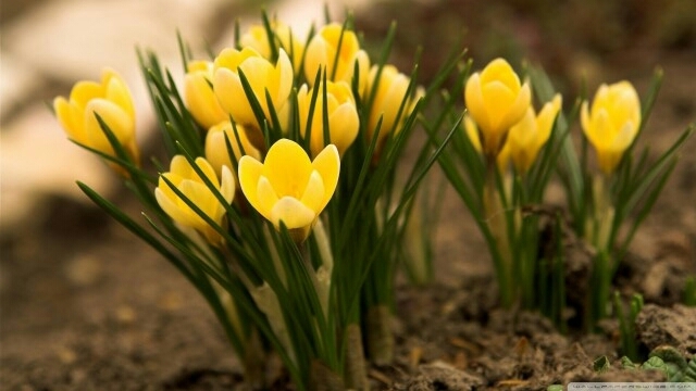 Yellow flower