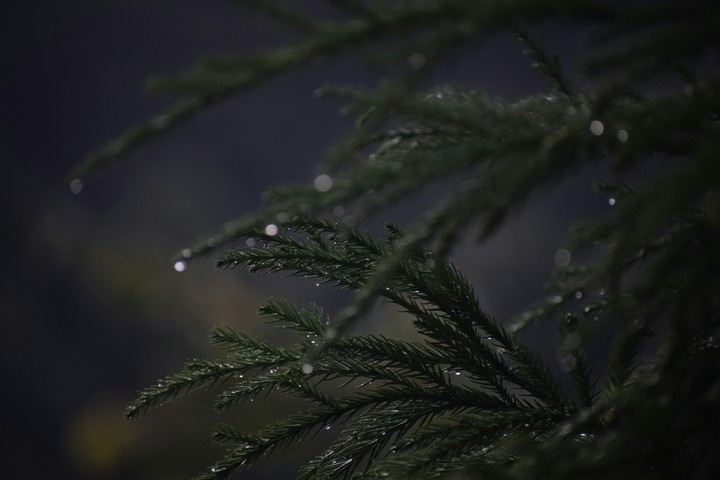 dew on trees