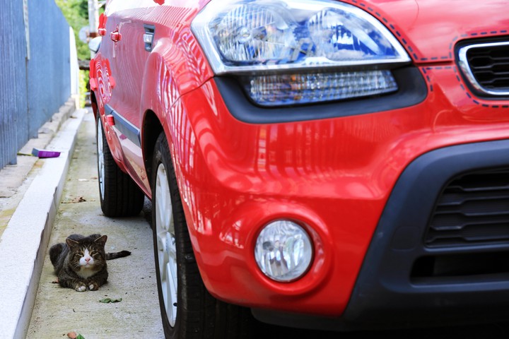 고양이와  빨간 차(WildCat & Red Car)