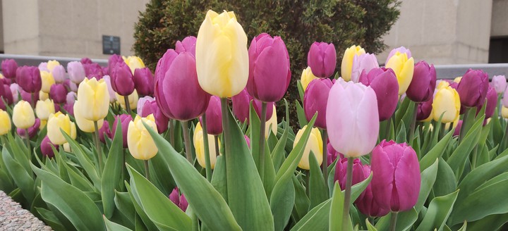 purple and yellow tulips