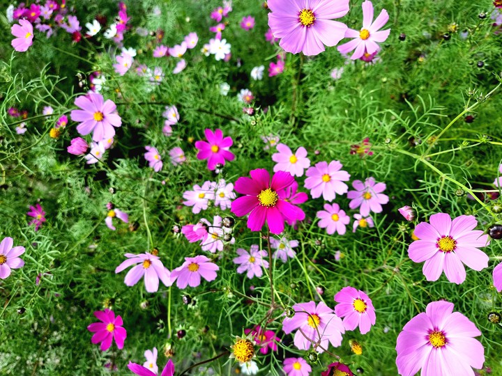 flowers
