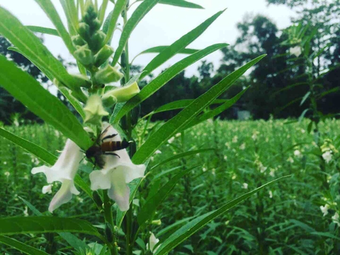 honeybee