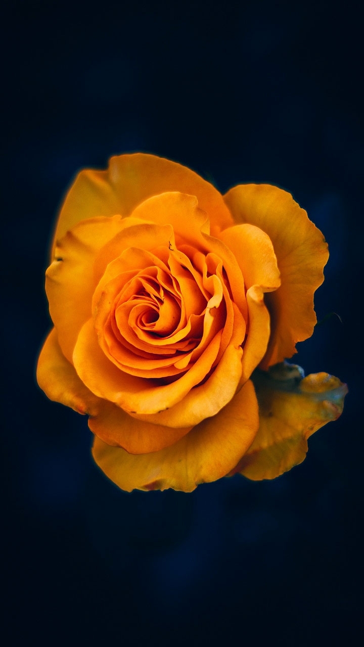 yellow rose