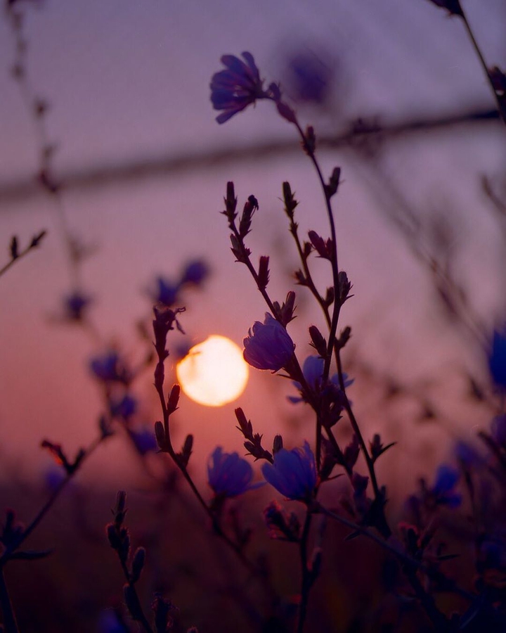 summer sunset