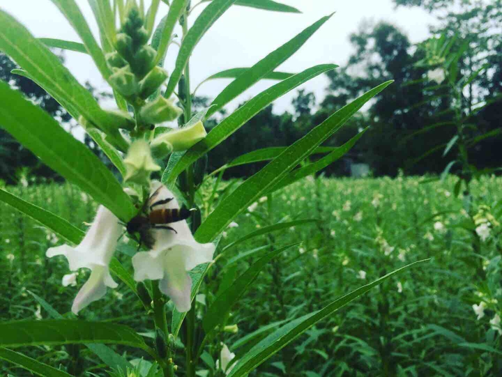 honeybee