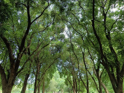 רקעים trunk, vegetation
