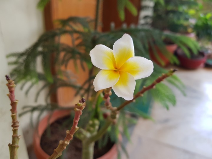 Flower @ my garden