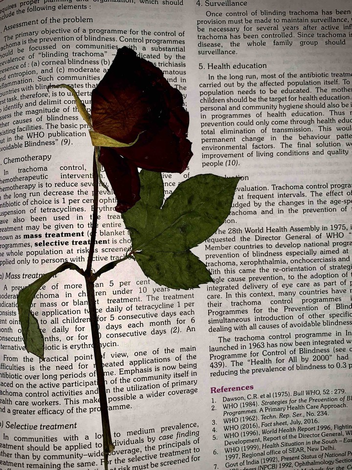 Dead rose