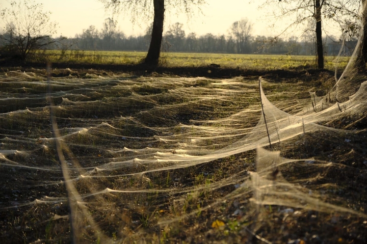 spider web