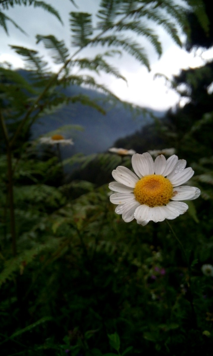 white rose