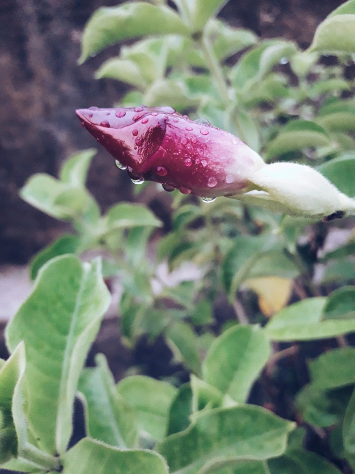 rain
