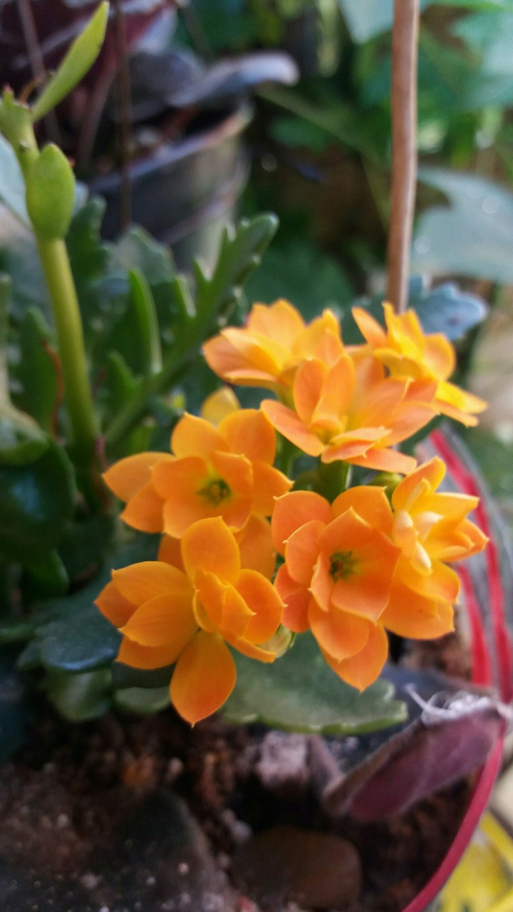 jardim