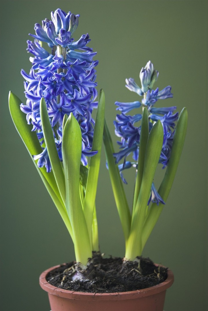 Hyacinth