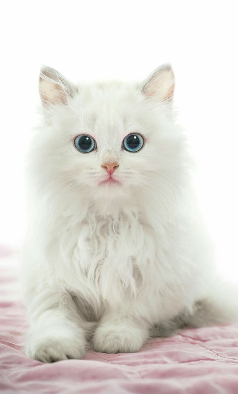 fonds d'écran cat, kitten