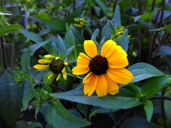 Flower