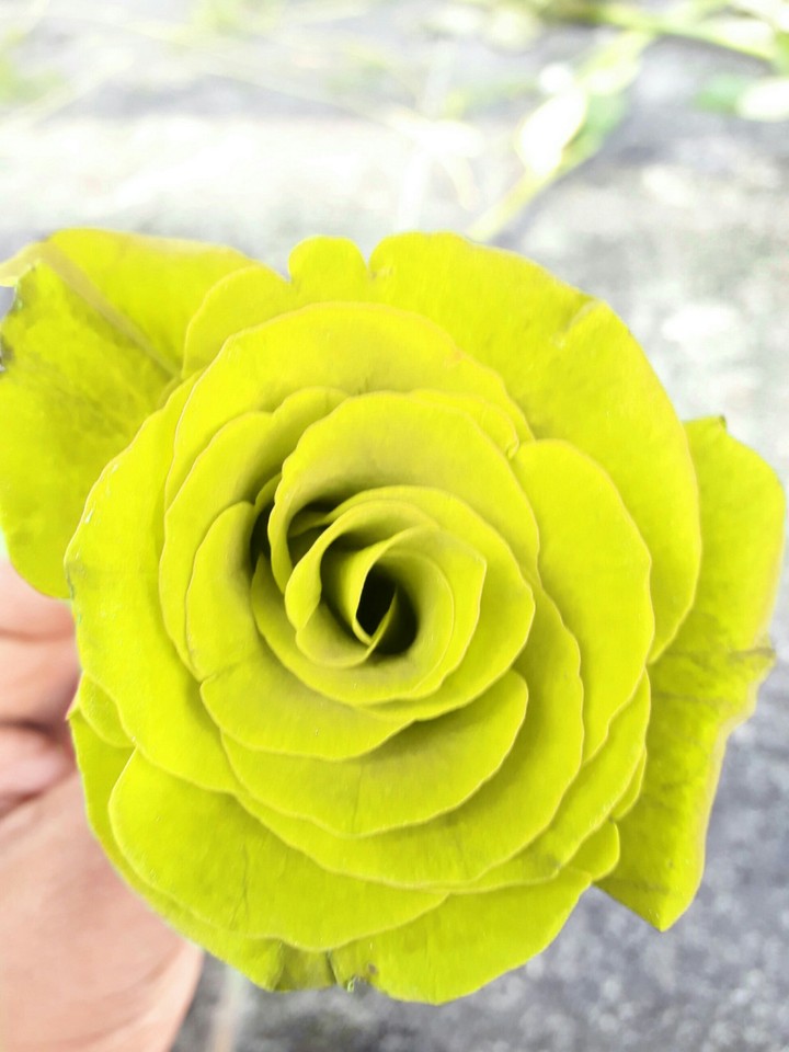 #Yellow Rose