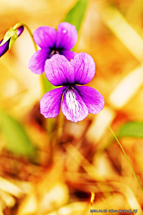 groundcover, 陆地植物壁纸