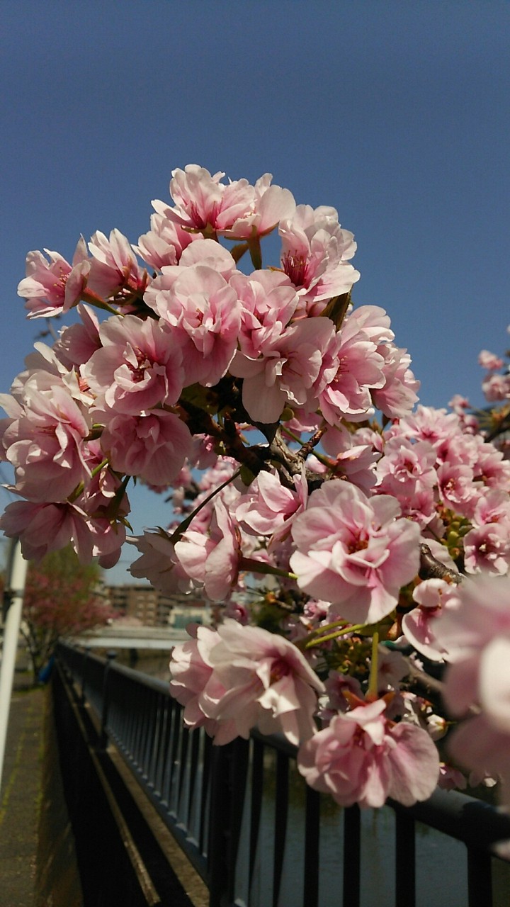 桜