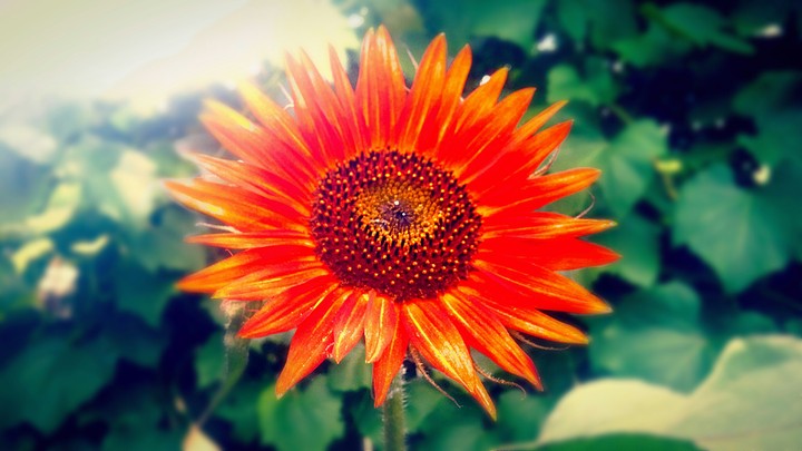 Flower power