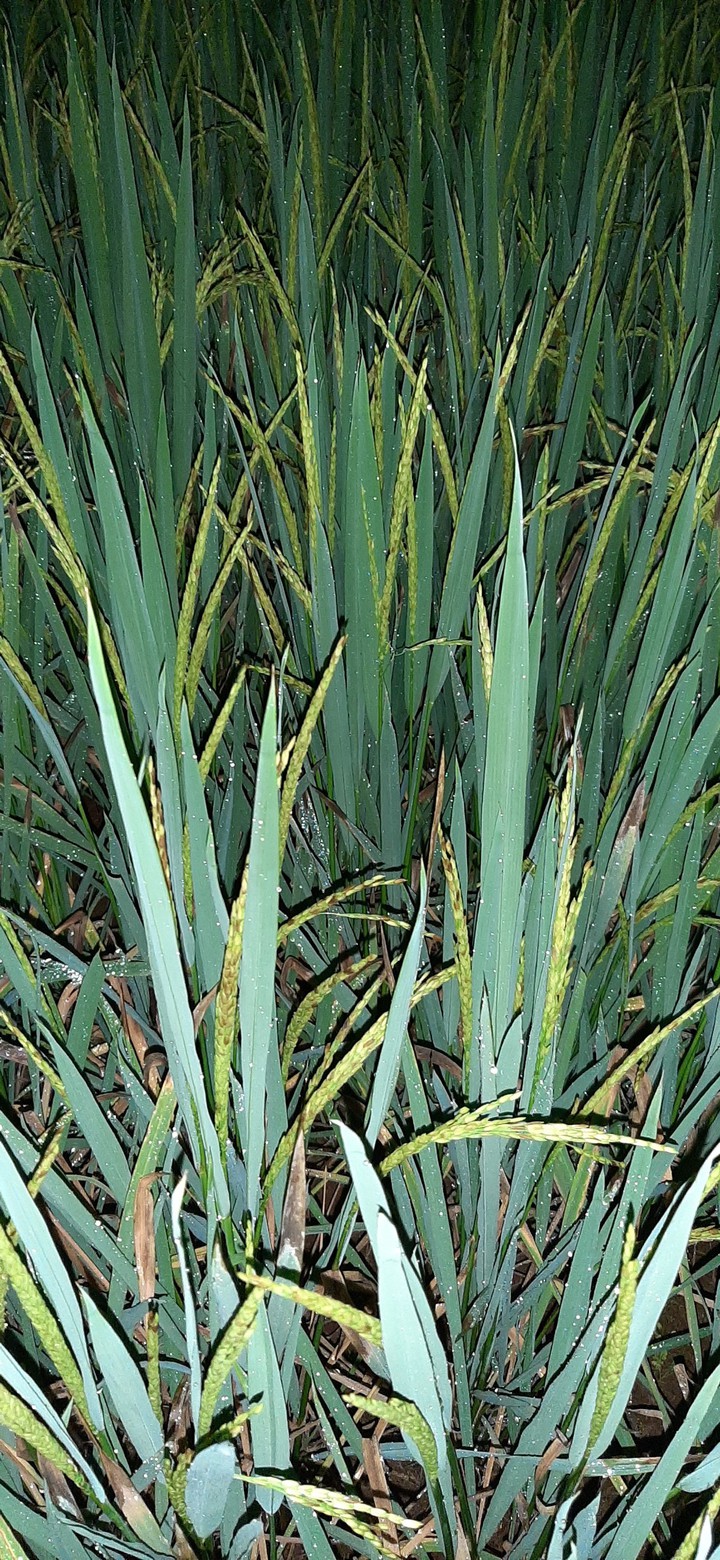 Agro