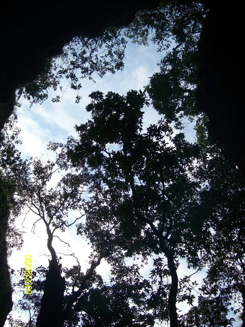 trees