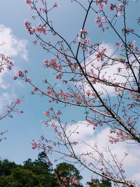 春櫻