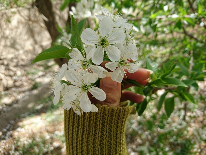 Flowers in my hand...