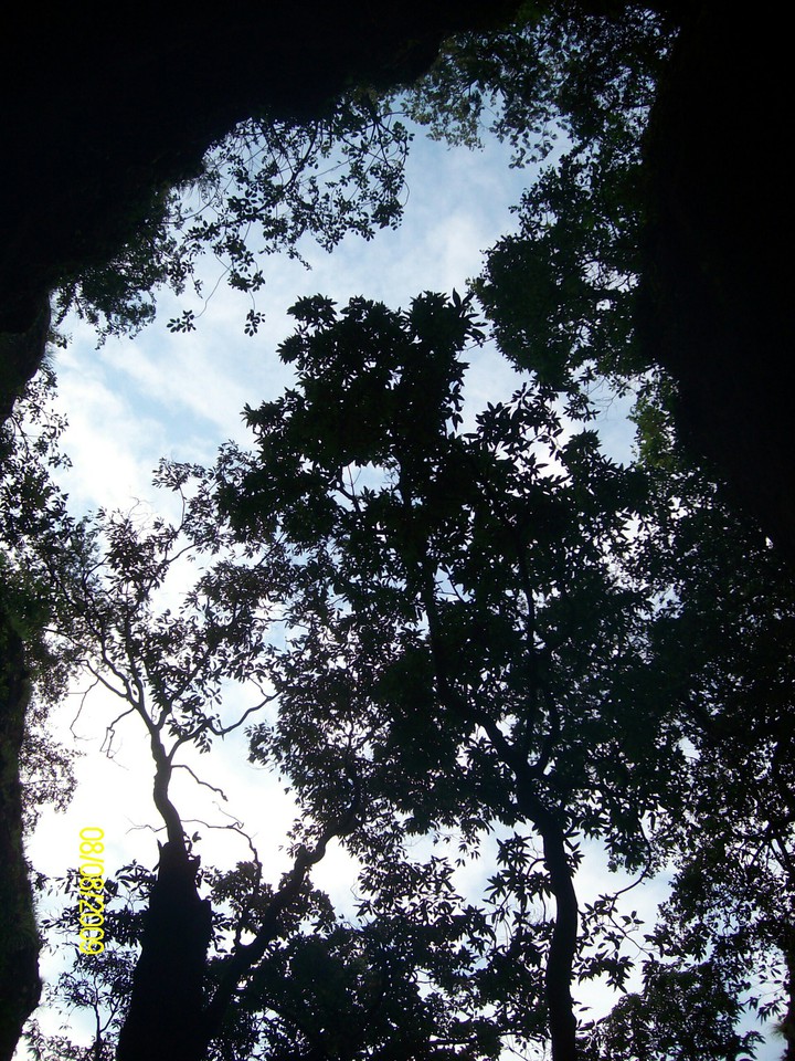 trees