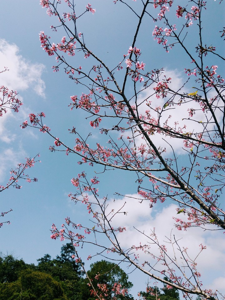 春櫻
