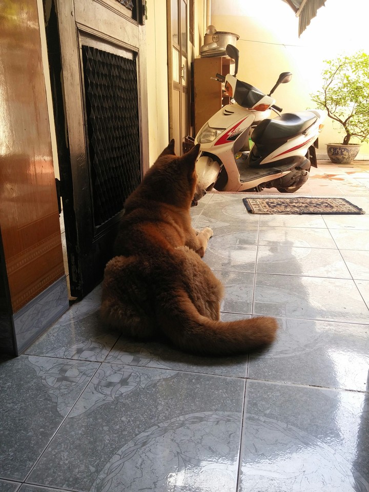 DOG :))
