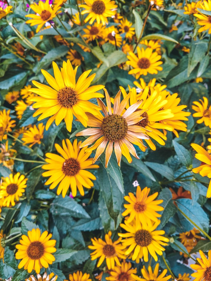 Yellow summer