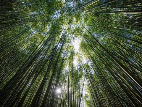 Trees Bottom View Bamboo