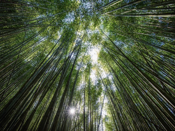 Trees Bottom View Bamboo