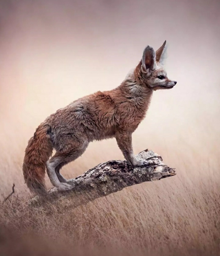fox