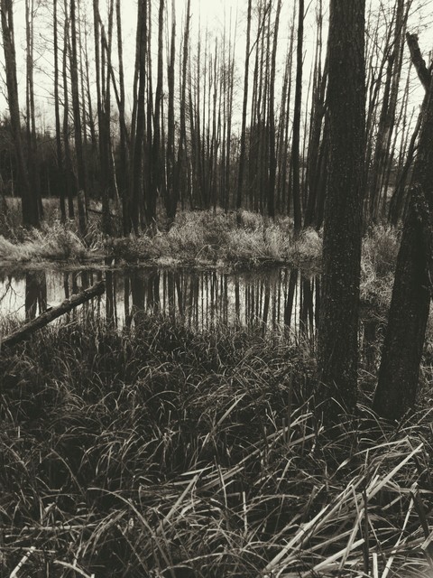 swamp, wetland वॉलपेपर
