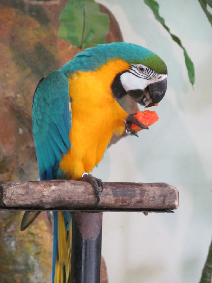 Golden macaw at KL bird park