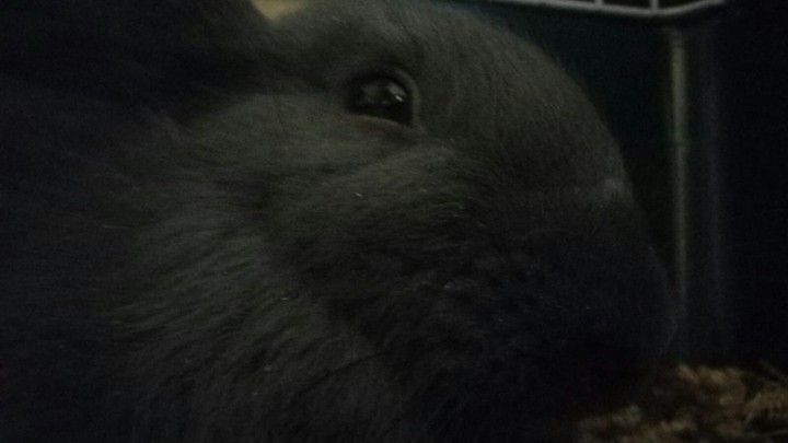 Gray the rabbit