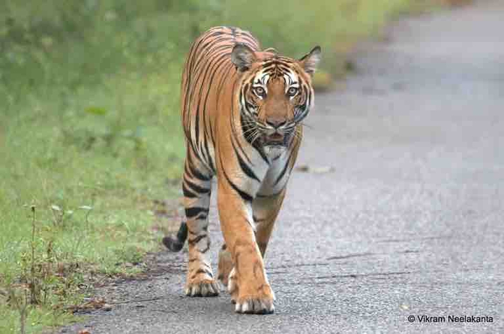 tiger