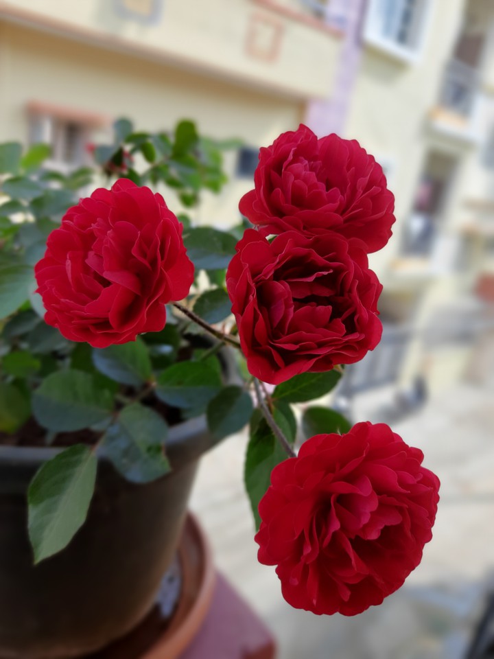 Roses