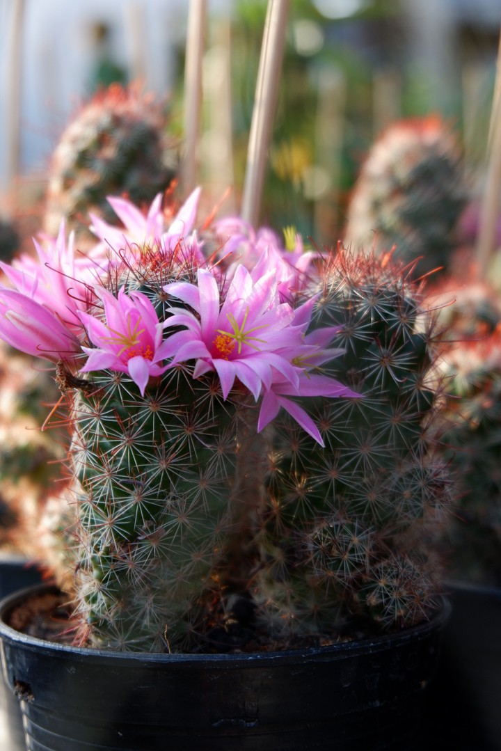 cactus mammillaria pink
