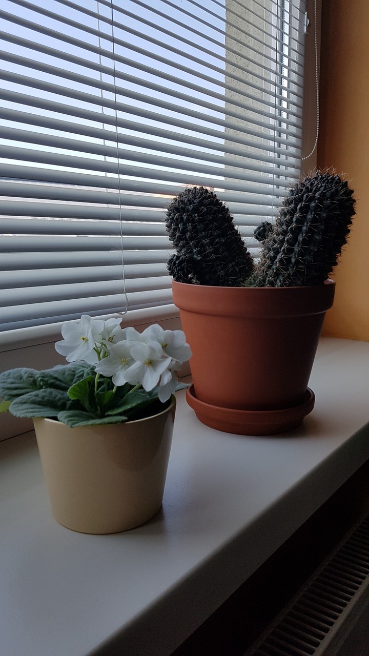 Cactus