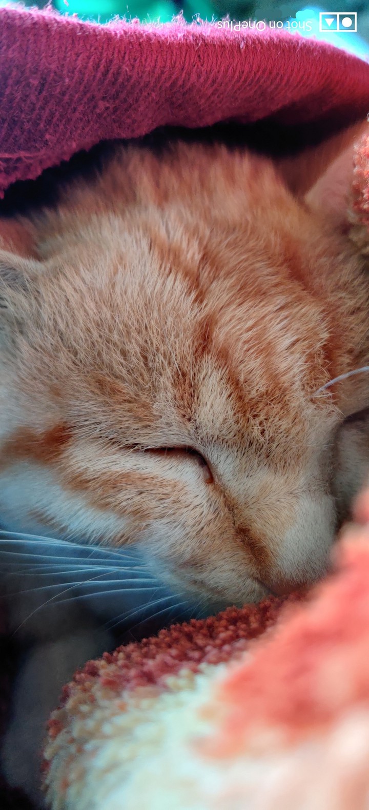 Meow ?