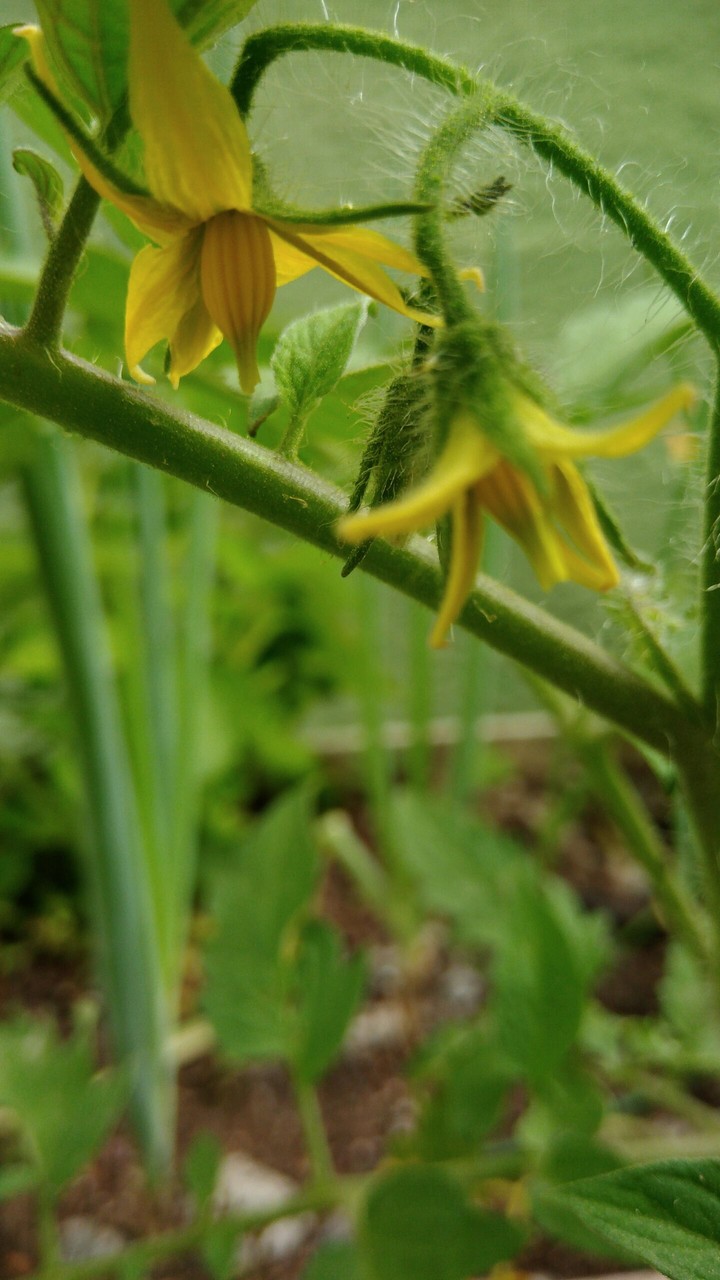 Flor de tomate
