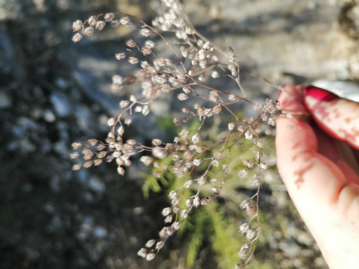 DriedFlower